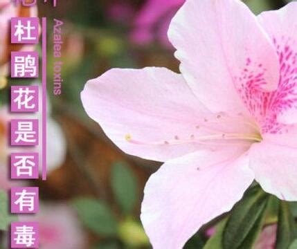 杜鵑花有毒|杜鵑花學名